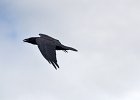 Raaf (Corvus corax) - Khogno Khan 07-08-2016